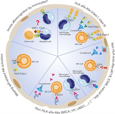 Microvascular Inflammation of the Renal Allograft: A Reappraisal of the Underlying Mechanisms